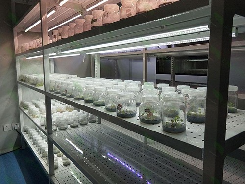 龙山植物组织培养实验室设计建设方案